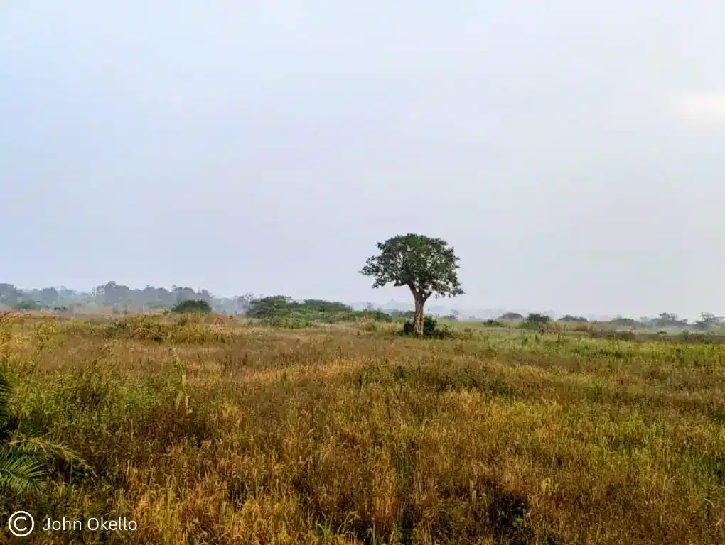Deforestation in Lira