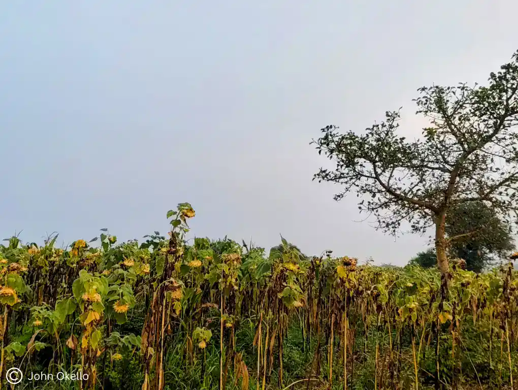 Drying sunflowers on a fragmented farm