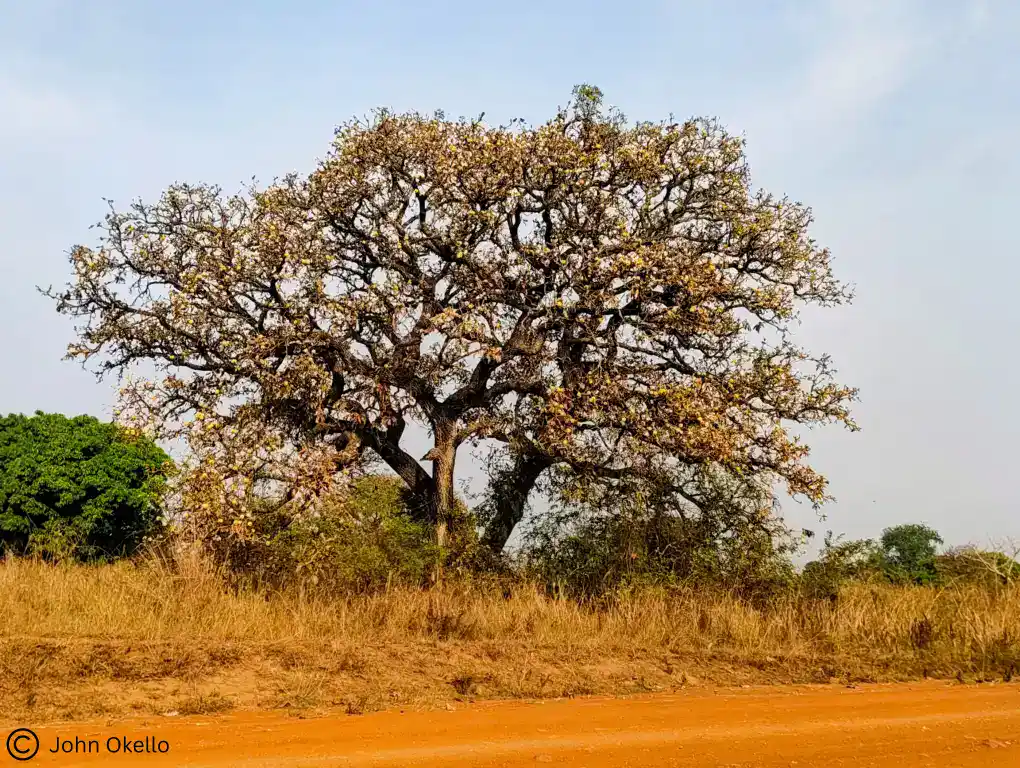 Shea tree, vulnerable to extinction in Uganda