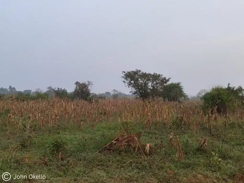 White corn field affected by pests