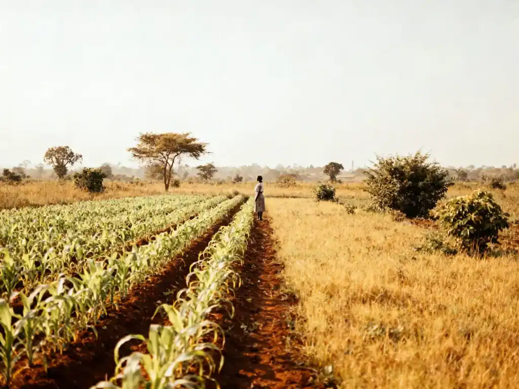 Farmer tending to crops in a rural Ugandan field promoting clean energy solutions.